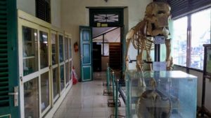 museum biologi