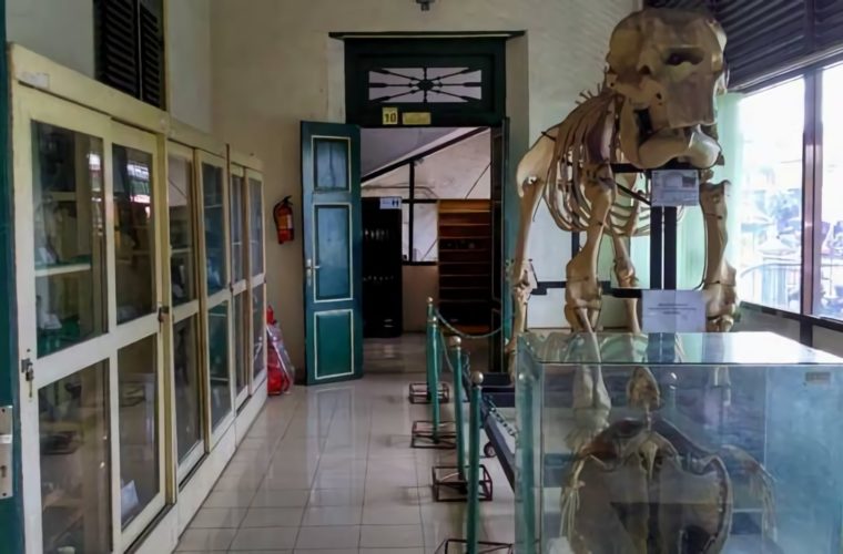 museum biologi