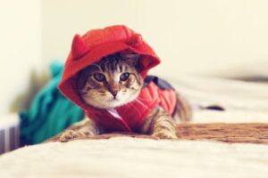 Cara Membuat Baju untuk Kucing