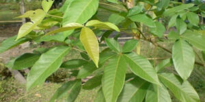 manfaat daun leben